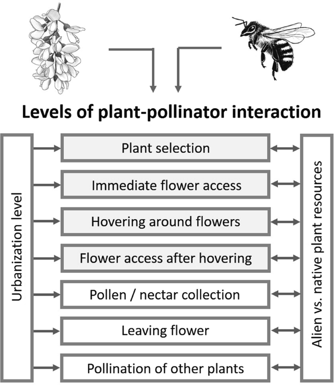 Urbanisation modulates plant-pollinator interactions in invasive vs. native  plant species | Scientific Reports