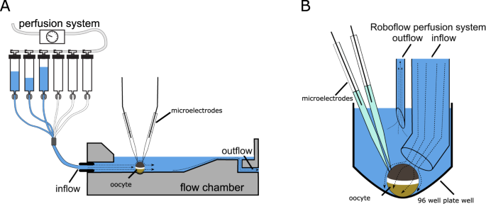 Corneal Epithelial Cells Exposed To Shear Stress Show Altered Cytoskeleton And Migratory Behaviour