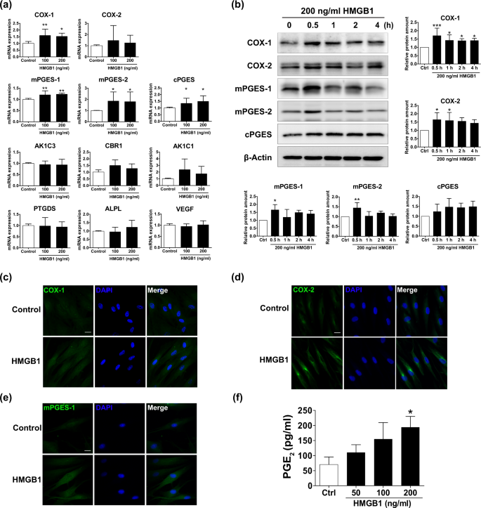 HMGB1 promotes hair growth via the modulation of prostaglandin metabolism | Scientific Reports HMGB1 promotes hair growth via the modulation of prostaglandin metabolism | Scientific Reports