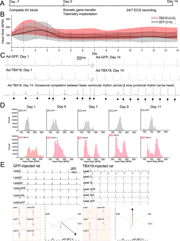 A Rat Model Of Complete Atrioventricular Block Recapitulates Clinical Indices Of Bradycardia And Provides A Platform To Test Disease Modifying Therapies Scientific Reports A Rat Model Of Complete Atrioventricular Block Recapitulates Clinical Indices Of Bradycardia And Provides A Platform To Test Disease Modifying Therapies Scientific Reports