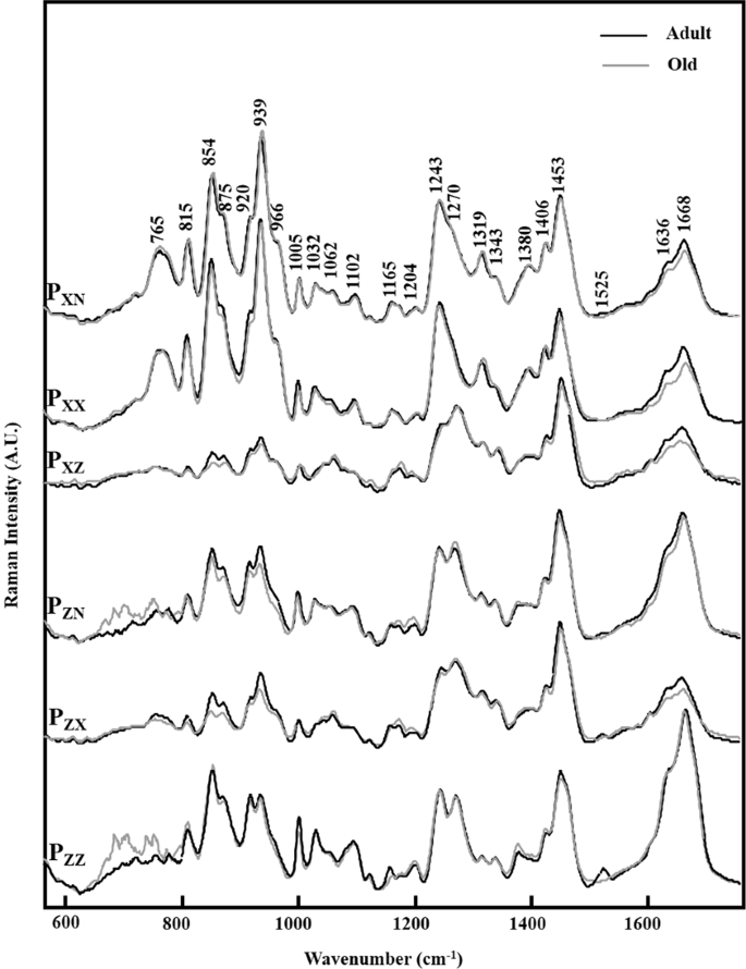 Age Related Changes In Molecular Organization Of Type I Collagen In Tendon As Probed By Polarized Shg And Raman Microspectroscopy Scientific Reports Age Related Changes In Molecular Organization Of Type I Collagen In Tendon As Probed By Polarized Shg And Raman Microspectroscopy Scientific Reports