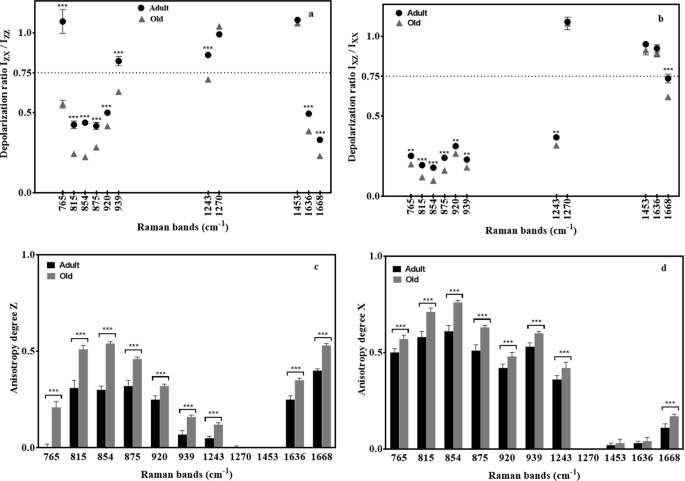 Age Related Changes In Molecular Organization Of Type I Collagen In Tendon As Probed By Polarized Shg And Raman Microspectroscopy Scientific Reports Age Related Changes In Molecular Organization Of Type I Collagen In Tendon As Probed By Polarized Shg And Raman Microspectroscopy Scientific Reports