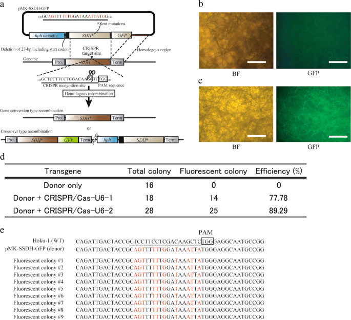 Single Crossover Mediated Targeted Nucleotide Substitution And Knock In Strategies With Crispr Cas9 System In The Rice Blast Fungus Scientific Reports