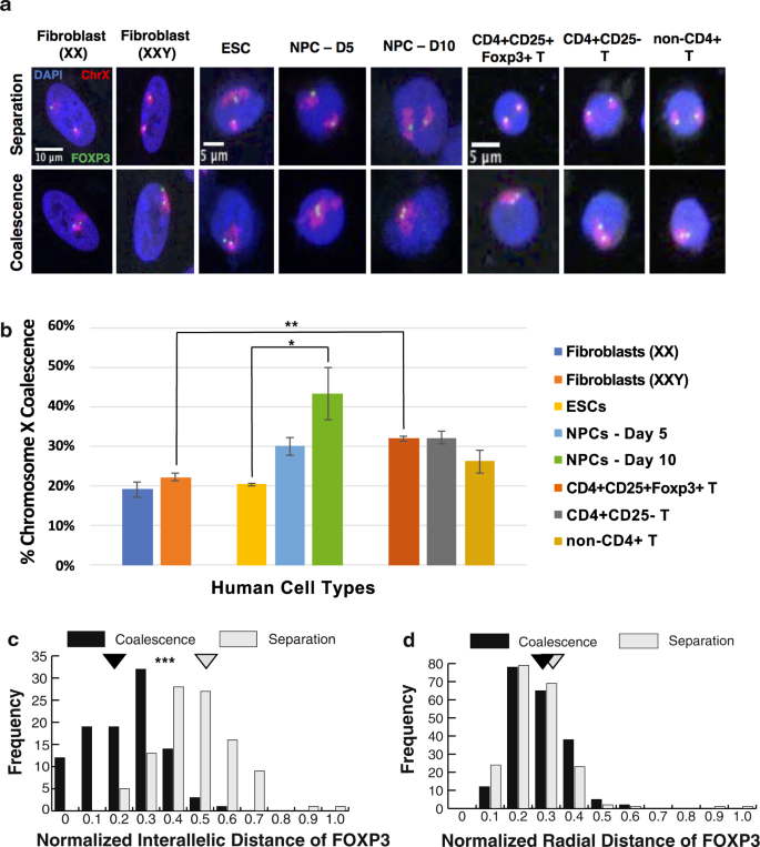 Varying Levels Of X Chromosome Coalescence In Female Somatic Cells Alters The Balance Of X Linked Dosage Compensation And Is Implicated In Female Dominant Systemic Lupus Erythematosus Scientific Reports