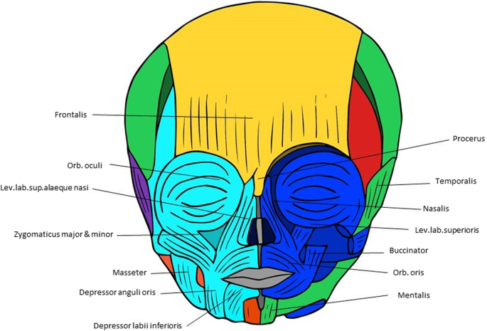 First use of anatomical networks to study modularity and integration of  heads, forelimbs and hindlimbs in abnormal anencephalic and cyclopic vs  normal human development | Scientific Reports