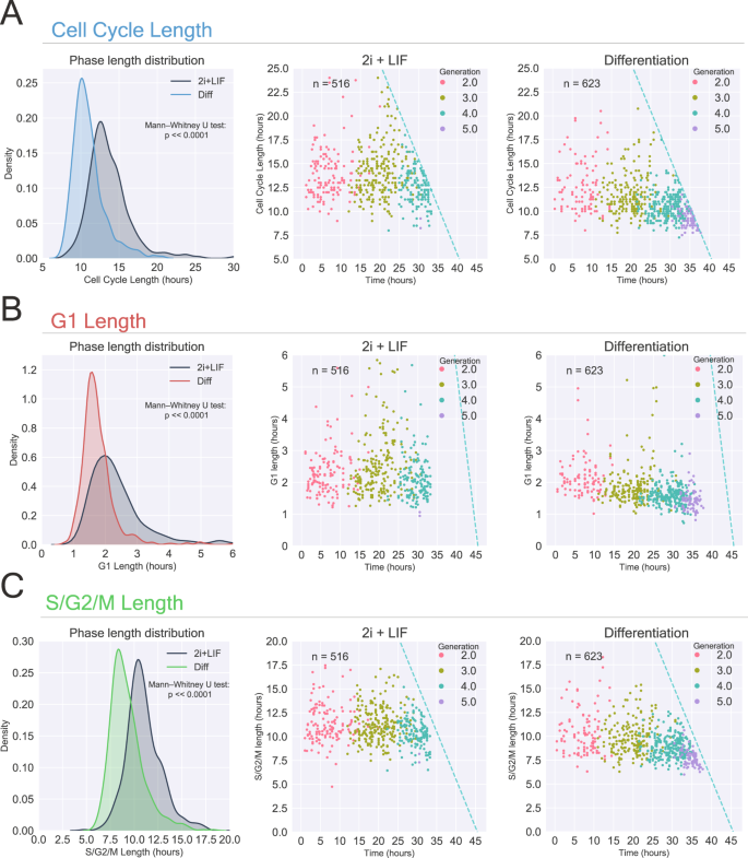 Cell cycle dynamics of mouse embryonic stem cells in the ground state and  during transition to formative pluripotency | Scientific Reports