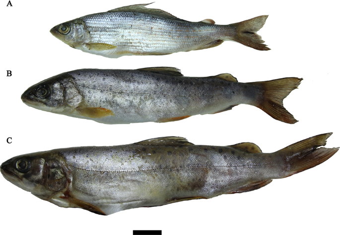 Fish hosts, glochidia features and life cycle of the endemic freshwater  pearl mussel Margaritifera dahurica from the Amur Basin | Scientific Reports