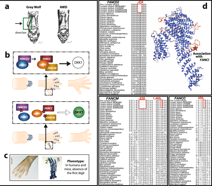 Comparative Genomics Provides New Insights Into The Remarkable Adaptations Of The African Wild Dog Lycaon Pictus Scientific Reports
