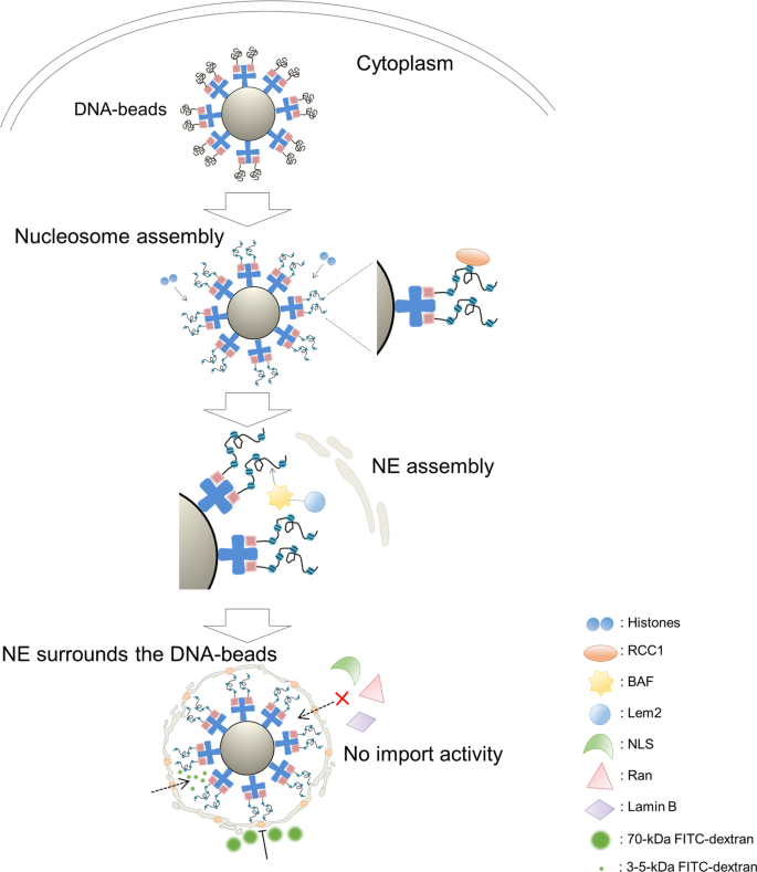 Nuclear formation induced by DNA-conjugated beads in living fertilised  mouse egg | Scientific Reports