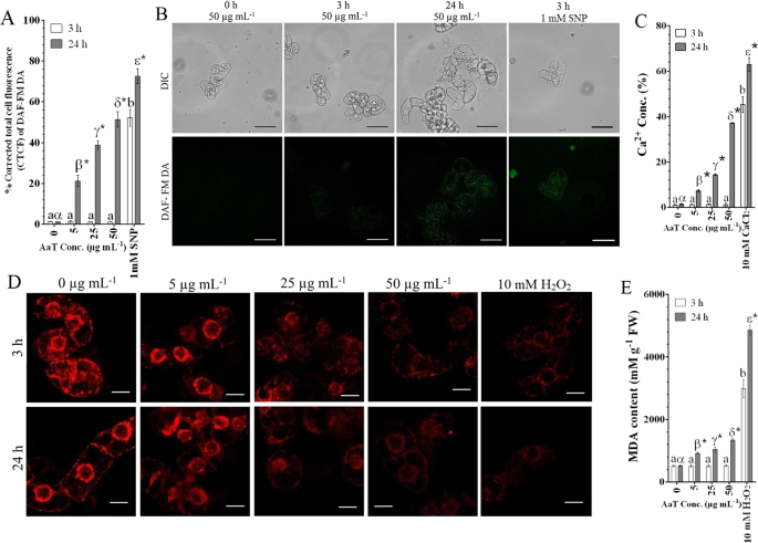 Nitric Oxide And Ros Mediate Autophagy And Regulate Alternaria Alternata Toxin Induced Cell Death In Tobacco By 2 Cells Scientific Reports