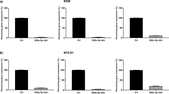 A Genetic Screen Implicates miRNA-372 and miRNA-373 As Oncogenes in  Testicular Germ Cell Tumors: Cell