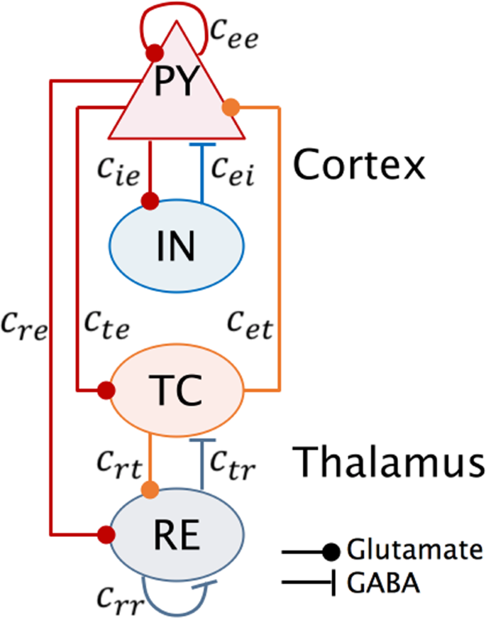 Robust closed-loop control of spike-and-wave discharges in a 