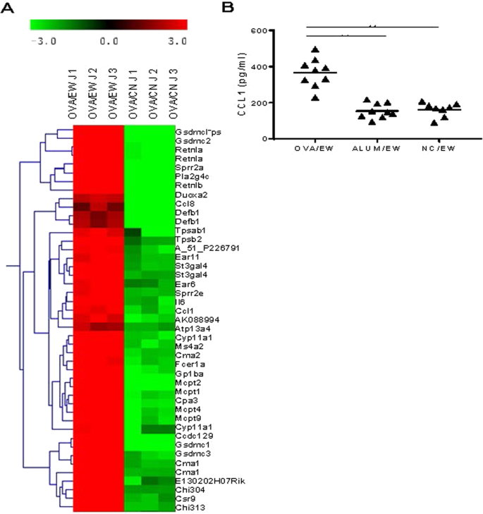 Ccr8 Leads To Eosinophil Migration And Regulates Neutrophil Migration In Murine Allergic Enteritis Scientific Reports