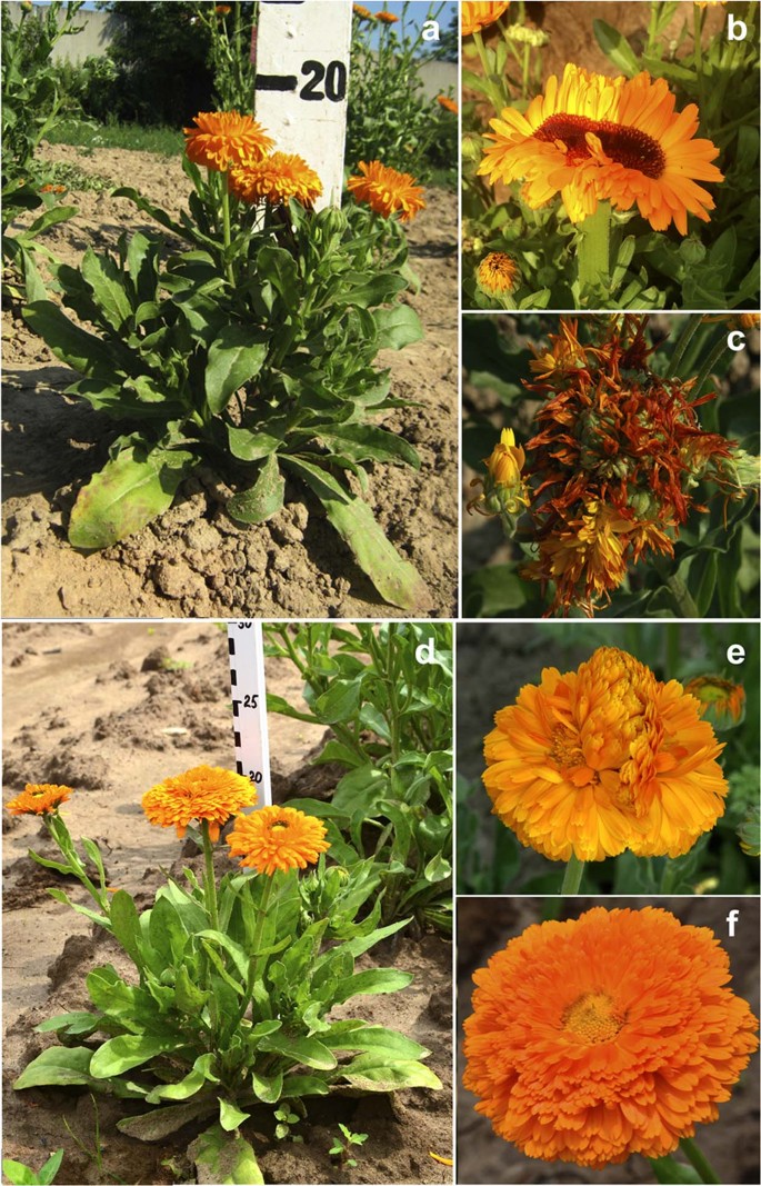 Phenotypic And Molecular Cytogenetic Variability In Calendula Calendula Officinalis L Cultivars And Mutant Lines Obtained Via Chemical Mutagenesis Scientific Reports