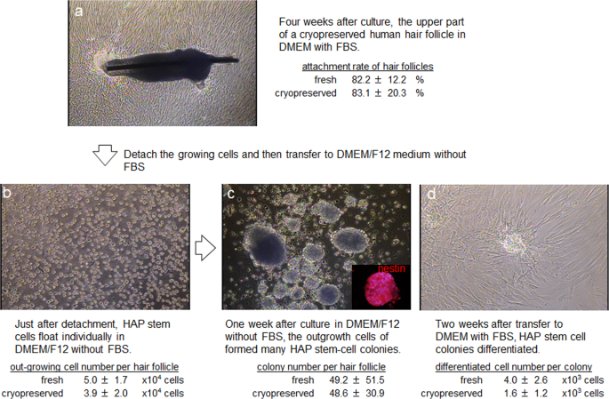 Hair-follicle-associated pluripotent stem cells derived from cryopreserved  intact human hair follicles sustain multilineage differentiation potential  | Scientific Reports