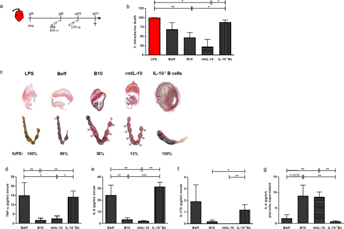 Il 10 Producing B Cells Rescue Mouse Fetuses From Inflammation Driven Fetal Death And Are Able To Modulate T Cell Immune Responses Scientific Reports