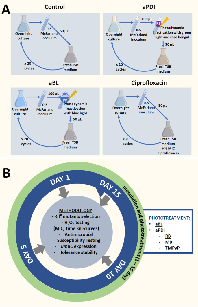 Probiotic markedly reduces S. aureus colonization in Phase 2 trial