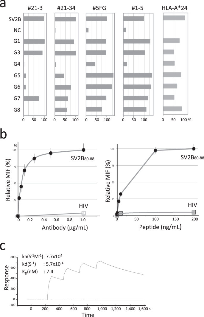 High Throughput Development Of Tcr Mimic Antibody That Targets Survivin 2b80 Hla A 4 And Its Application In A Bispecific T Cell Engager Scientific Reports High Throughput Development Of Tcr Mimic Antibody That Targets Survivin 2b80 Hla A 4 And Its Application In A Bispecific T Cell Engager Scientific Reports