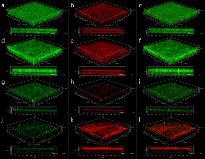 Bio Enzymes For Inhibition And Elimination Of Escherichia Coli O157 H7 Biofilm And Their Synergistic Effect With Sodium Hypochlorite Scientific Reports