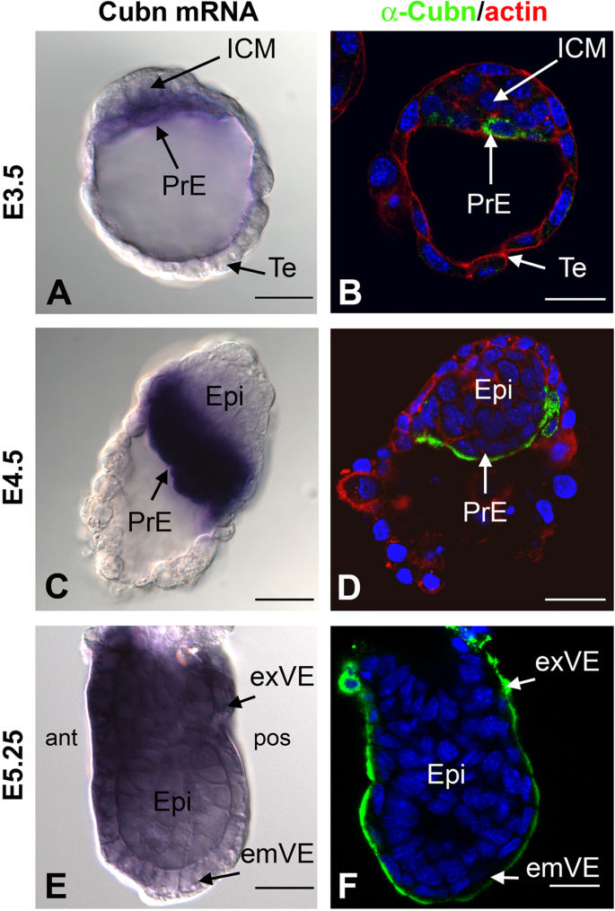 Loss Of Cubilin The Intrinsic Factor Vitamin B12 Receptor Impairs Visceral Endoderm Endocytosis And Endodermal Patterning In The Mouse Scientific Reports