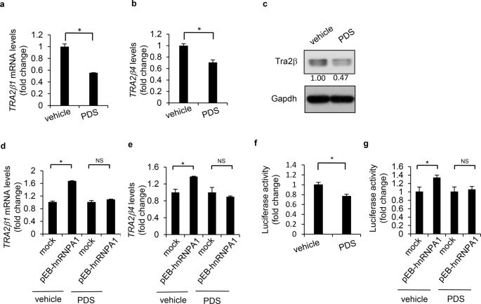 Hnrnpa1 Interacts With G Quadruplex In The Tra2b Promoter And Stimulates Its Transcription In Human Colon Cancer Cells Scientific Reports