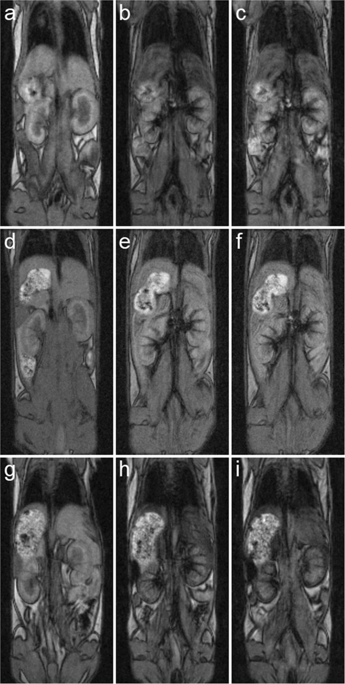 Synthesis And Modification Of Uniform Peg Neridronate Modified Magnetic Nanoparticles Determines Prolonged Blood Circulation And Biodistribution In A Mouse Preclinical Model Scientific Reports