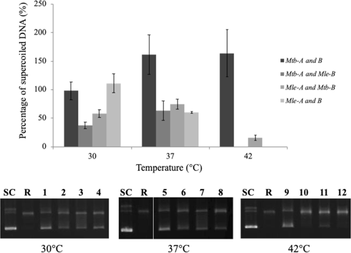 dna gyrase could be a crucial regulatory factor for growth and survival of mycobacterium leprae scientific reports