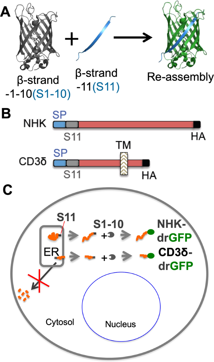A Small Molecule Inhibitor Of Er To Cytosol Protein Dislocation Exhibits Anti Dengue And Anti Zika Virus Activity Scientific Reports