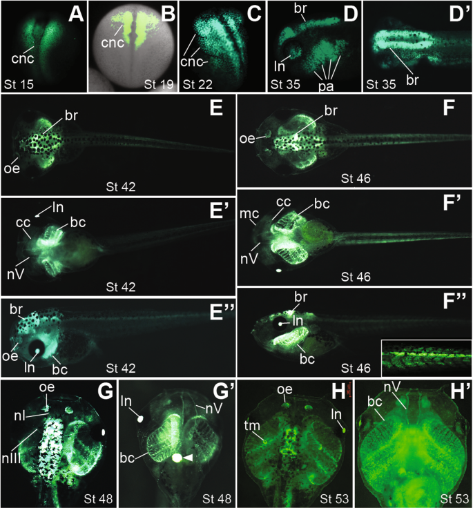 A New Transgenic Reporter Line Reveals Wnt Dependent Snai2 Re Expression And Cranial Neural Crest Differentiation In Xenopus Scientific Reports