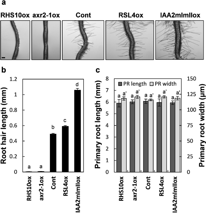 Rootlets are the ultimate root branches that bear root hair for absorp