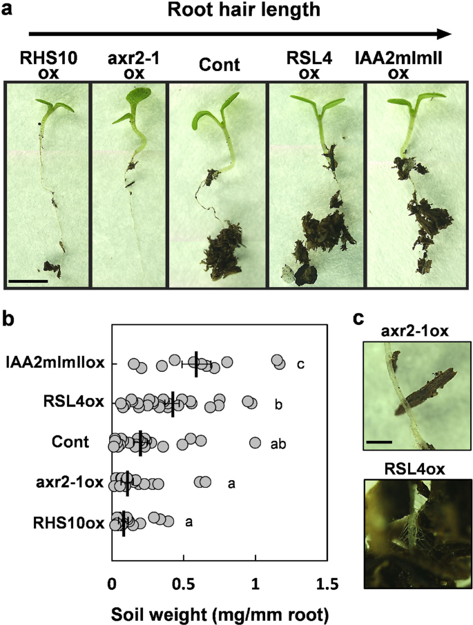 Root hairs enhance Arabidopsis seedling survival upon soil disruption | Scientific Reports Root hairs enhance Arabidopsis seedling survival upon soil disruption | Scientific Reports