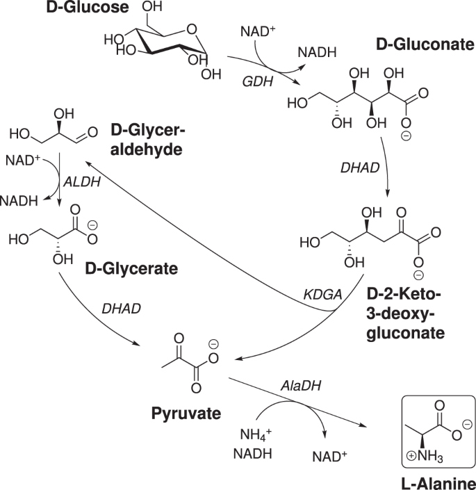 Optimization Of A Reduced Enzymatic Reaction Cascade For The Production Of L Alanine Scientific Reports