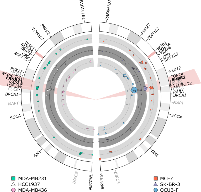Her2 Chromosome 17 Polysomy And Dna Ploidy Status In Breast Cancer A Translational Study Scientific Reports