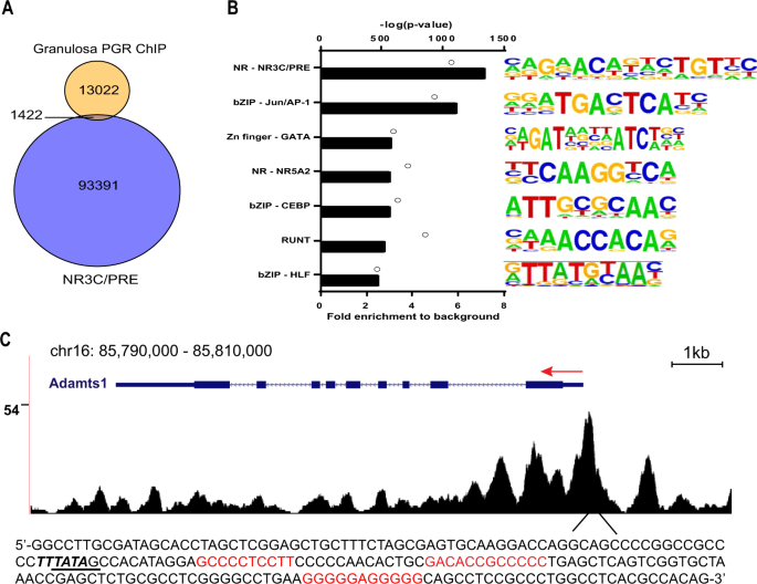 Tissue Specific Progesterone Receptor Chromatin Binding And The Regulation Of Progesterone Dependent Gene Expression Scientific Reports