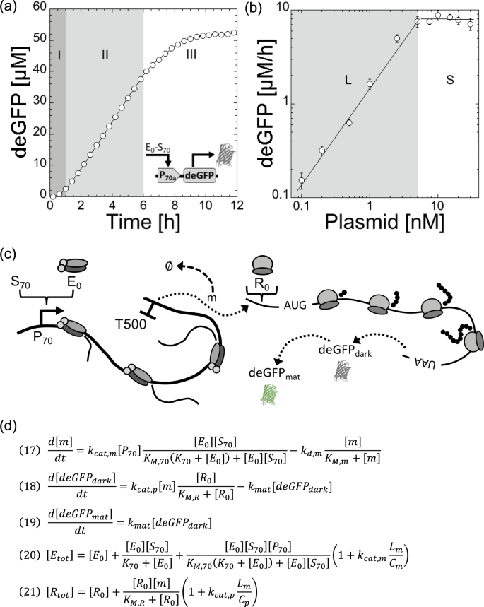 Quantitative Modeling Of Transcription And Translation Of An All E Coli Cell Free System Scientific Reports