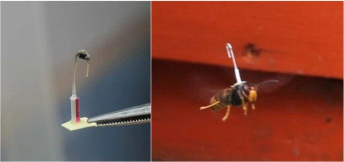 Transponder attached on hornet's thorax