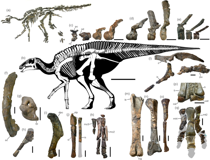 Trachodon Dinosaurier DRUCK von 1912 Hadrosaurier Hadrosauridae Dinosaur