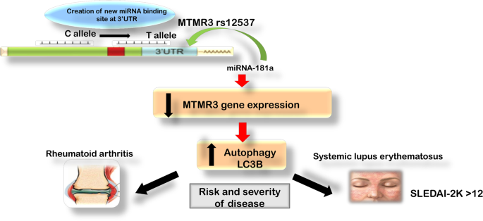 Association of MTMR3 rs12537 at miR-181a binding site with rheumatoid  arthritis and systemic lupus erythematosus risk in Egyptian patients |  Scientific Reports