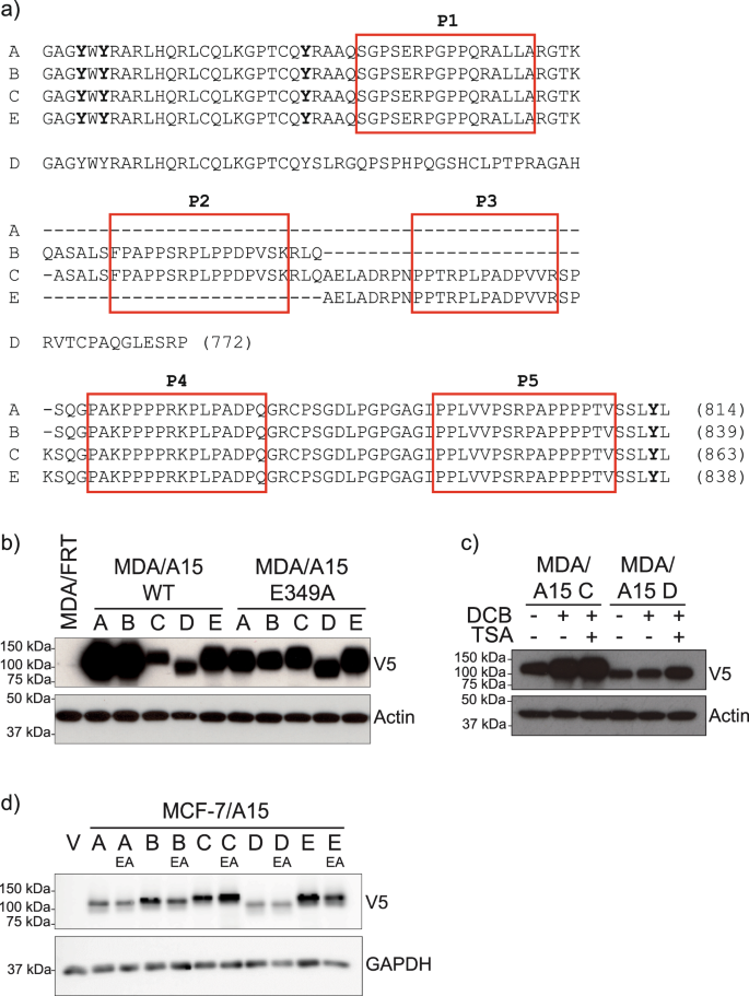 ADAM15 mediates upregulation of Claudin-1 expression in breast cancer cells  | Scientific Reports