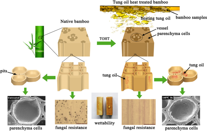 Synergistic effects of tung oil and heat treatment on physicochemical  properties of bamboo materials | Scientific Reports