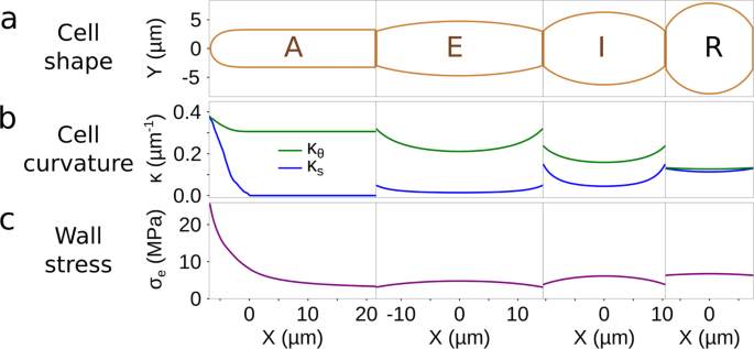 Alginates Along The Filament Of The Brown Alga Ectocarpus Help Cells Cope With Stress Scientific Reports