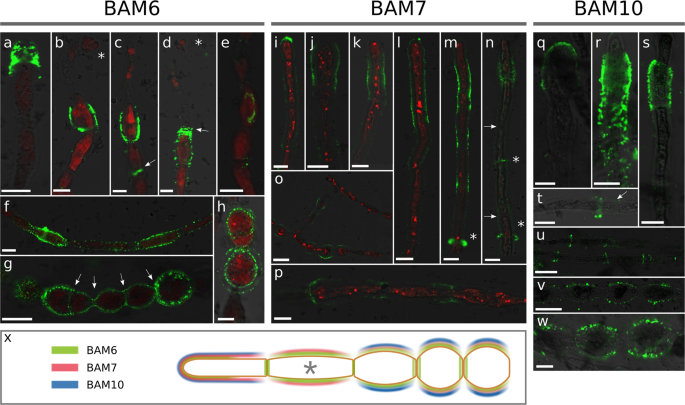 Alginates Along The Filament Of The Brown Alga Ectocarpus Help Cells Cope With Stress Scientific Reports