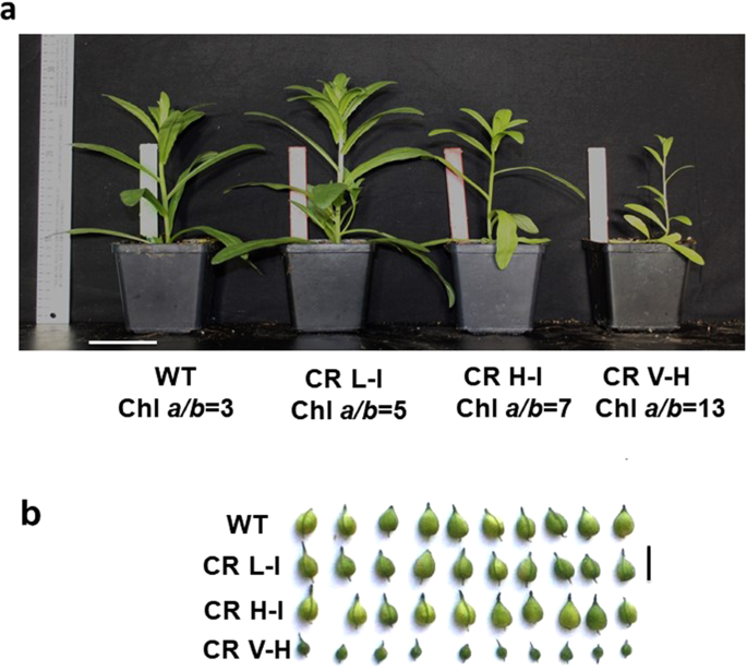 Fine Tuning The Photosynthetic Light Harvesting Apparatus For Improved Photosynthetic Efficiency And Biomass Yield Scientific Reports