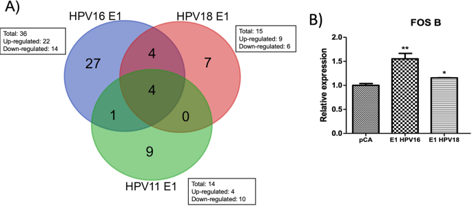 genome viral papillomavirus humains oncogenes)