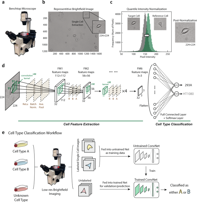 Cell Image Segmentation Machine Learning Instance Segmentation