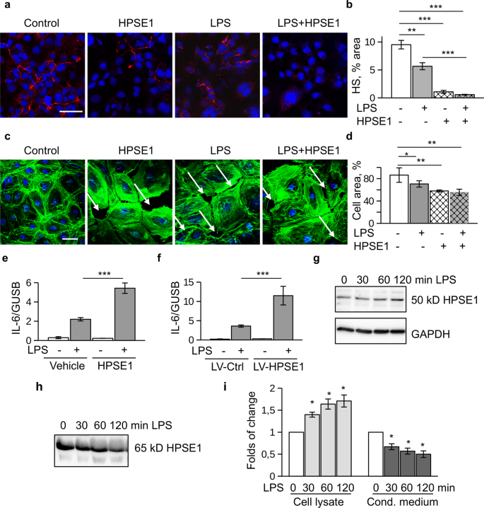 Heparanase-2 from LPS-mediated endothelial injury by TLR4 | Scientific Reports