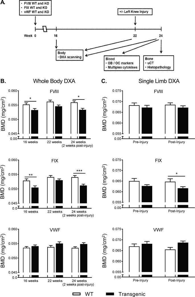 Hemophilia A And B Mice But Not Vwf Mice Display Bone Defects In Congenital Development And Remodeling After Injury Scientific Reports