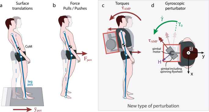 Biarticular Muscles Are Most Responsive To Upper Body Pitch Perturbations In Human Standing Scientific Reports