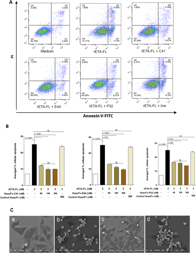 Human Single Chain Antibodies That Neutralize Pseudomonas Aeruginosa Exotoxin A Mediated Cellular Apoptosis Scientific Reports