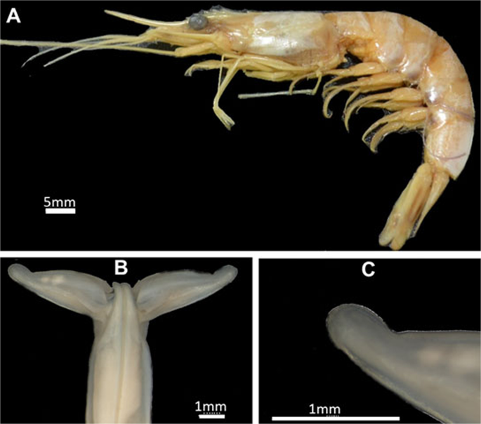 Fascinating Facts About Prawns & Shrimps, by Tanima Mukherjee